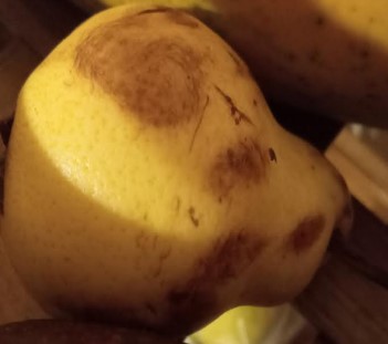 Como Combater Mosquitinhos das Frutas com Remédio Caseiro