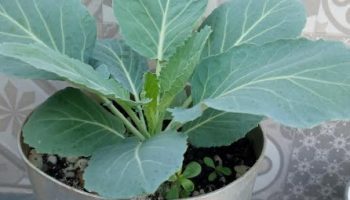 Plantar Couve no Vaso – Plantei Couve na Panela – Cuidados e Foto
