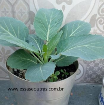 Plantar Couve no Vaso – Plantei Couve na Panela – Cuidados e Foto