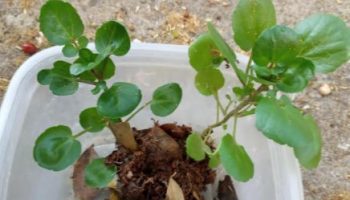 Plantar Agrião da Água em Vaso sem Furo – Dicas e Cuidados