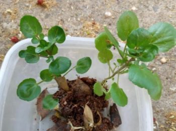 Plantar Agrião da Água em Vaso sem Furo – Dicas e Cuidados