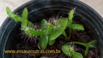 Plantar Pitaya – Como Polinizar para dar Frutas, Poda, Rega, Clima e Solo