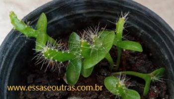 Plantar Pitaya – Como Polinizar para dar Frutas, Poda, Rega, Clima e Solo