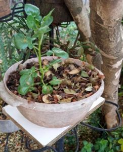 como-fazer-muda-plantar-agrião-da-água-em-vaso-sem-furo-