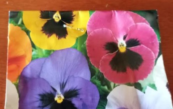 sementes-de-amor-perfeito-como-semear-e-germinar-