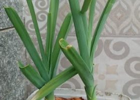 Como Replantar Alho Poró – Aproveitar Raiz de Alho Poró e Nutrientes