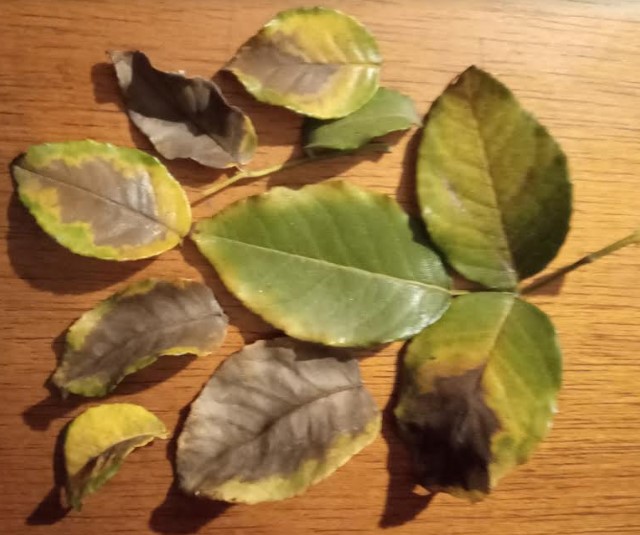 como-tratar-folhas-de-roseira-com-manchas-amareladas-