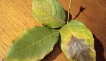Folhas da Roseira com Manchas Amareladas, É Doença? Pinta Preta