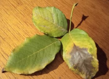 Folhas da Roseira com Manchas Amareladas, É Doença? Pinta Preta