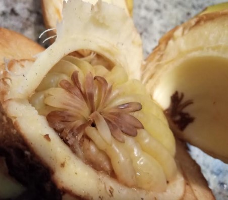 miolo-da-fruta-maçã-de-elefante-