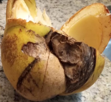 fruta-dilênia-fruta-de-pataca-maçã-de-elephante-