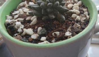 Suculenta Ouriço – Jade Chinês, Foto, Como Fazer Muda por Folhas