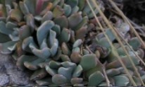 Suculenta Rara Sedum albomarginatum – Feather River stonecrop Origem