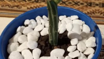 Cacto Listrado e Longo – Qual o Nome do Cacto Melancia ou Cacto Picles