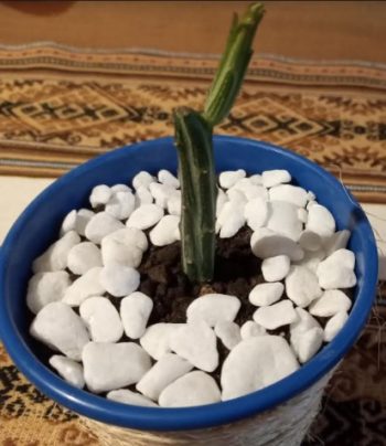 Cacto Listrado e Longo – Qual o Nome do Cacto Melancia ou Cacto Picles