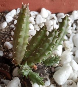 cacto-estrela-suculenta-verde-acinzentada-parece-cacto-
