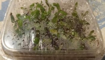 Mudas de Pimentão – Plantar com Sementes Evitar Doenças no Pimentão