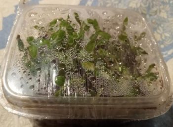 Mudas de Pimentão – Plantar com Sementes Evitar Doenças no Pimentão