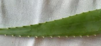 Babosa para Hidratar Cabelo e Pele – Máscara Caseira de Aloe Vera – Uso