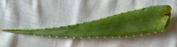 Babosa para Hidratar Cabelo e Pele – Máscara Caseira de Aloe Vera – Uso