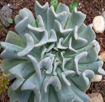 Folhas da Suculenta toda Furada e Manchada Suculenta com Fungo