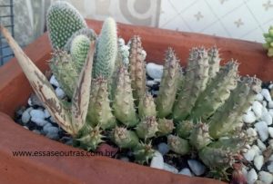 planta-adulta-com-fruto-da-huernia-