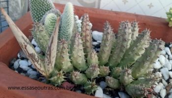 Cacto Estrela – Chapéu de Chico Bento – Suculenta que parece Cacto