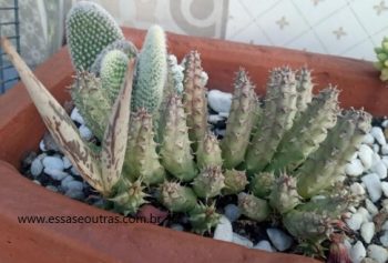 Cacto Estrela – Chapéu de Chico Bento – Suculenta que parece Cacto