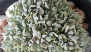 Echeveria Runyonii Topsy Turvy Muda – Suculenta Roseta Branca Glauca