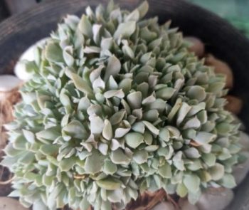 Echeveria Runyonii Topsy Turvy Muda – Suculenta Roseta Branca Glauca