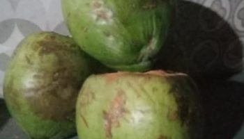 Como Fazer Fibra do Coco Verde – Aproveitar Casca de Coco na Horta