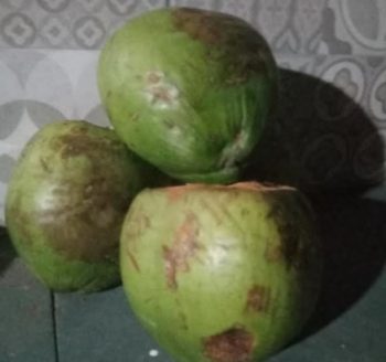 Como Fazer Fibra do Coco Verde – Aproveitar Casca de Coco na Horta