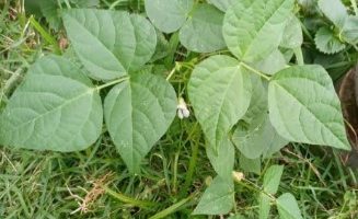 Como Plantar Vagem Orgânica Feijão de Vagem Onde Plantar Vaso, Horta