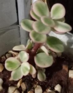 suculenta-folha-com-borda-da-folha-rosa-mini-jade-