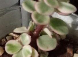 Mini Jade Arbusto de Elefante Foto Cuidar Portulacaria Afra Variegata Anã