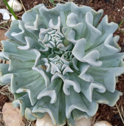 suculenta-echeveria-runyonii-topsy-turvy-mudas-