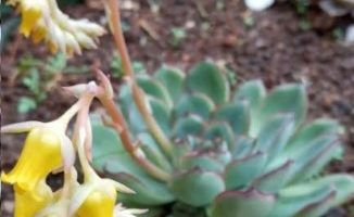Muda de Echeveria Pulidonis Rosa de Pedra Suculenta Bordas Vermelhas