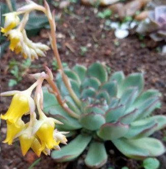 suculenta-echeveria-pulidonis-com-flor-