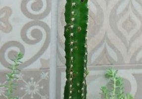 Mini Cacto Castelo de Fada – Como Cuidar, Adubo, Rega, Solo, Flor