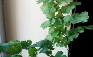 Avenca Crespa com Folhas Dobradas – Tipos de Avenca e Como Cuidar