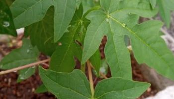 Plantar Mamão – Regar, Tipo de Solo, Adubação e Doenças do Mamoeiro