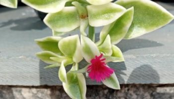 Rosinha do Sol ou Suculenta Aptênia – Cuidar, Cor da Flor, Sol ou Sombra