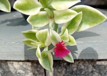 Rosinha do Sol ou Suculenta Aptênia – Cuidar, Cor da Flor, Sol ou Sombra
