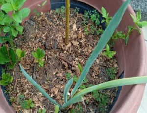como-plantar-cebolinha-pela-raiz-