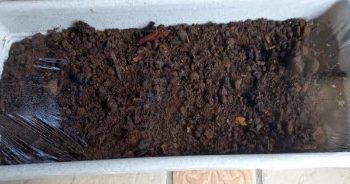 Plantar Cebolinha em Jardineira – Terra, Adubo, Rega, Cuidados