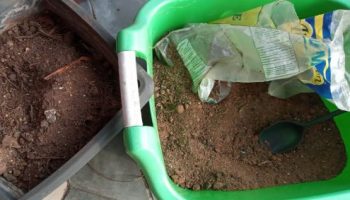 Precisa Esterilizar Terra Usada de Vaso antes de Plantar?