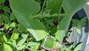 Plantar Melão no Vaso – Como Fazer Muda, Rega, Adubação e Colheita