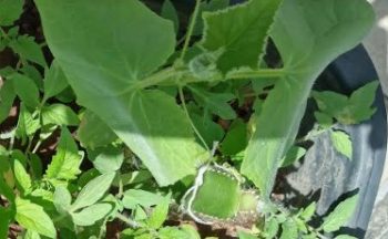 Plantar Melão no Vaso – Como Fazer Muda, Rega, Adubação e Colheita