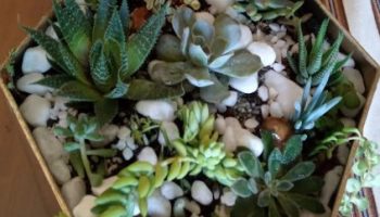 Água Oxigenada nas Suculentas e Plantas Funciona e Porque Como Usar