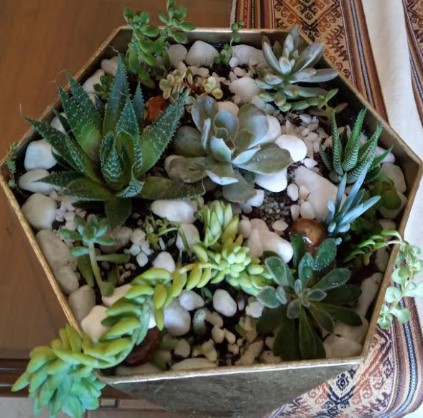 como-usar-água-oxigenada-nas-suculentas-e-flores-